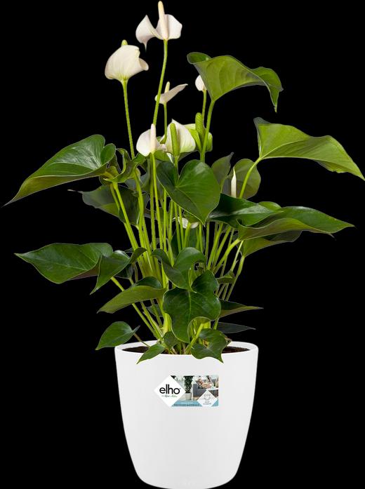 Actual product image Elho Brussels (40 cm)