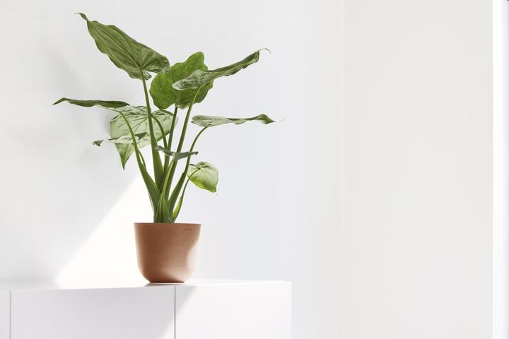 Image du produit Ecopots Oslo Mini (11.50 cm)