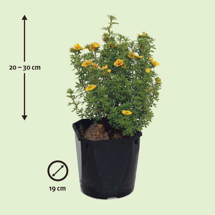 Immagine prodotto Zulauf Fingerstrauch / Potentilla fruticosa 'Mango Tango'® (30 cm)