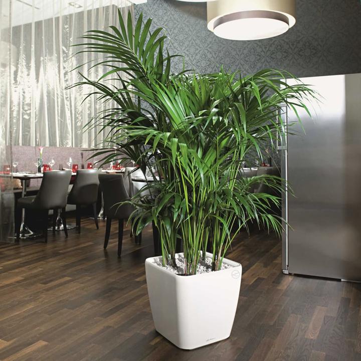 Image du produit Lechuza Quadro LS (28 cm)