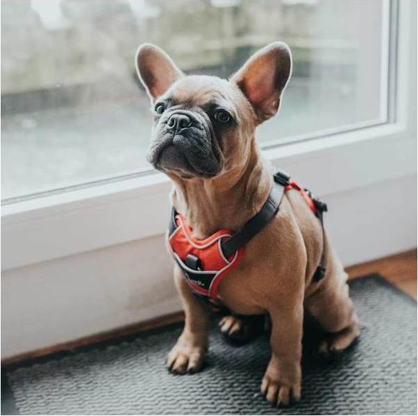 Actual product image Hunter Divo tableware (XS, Dog, General)