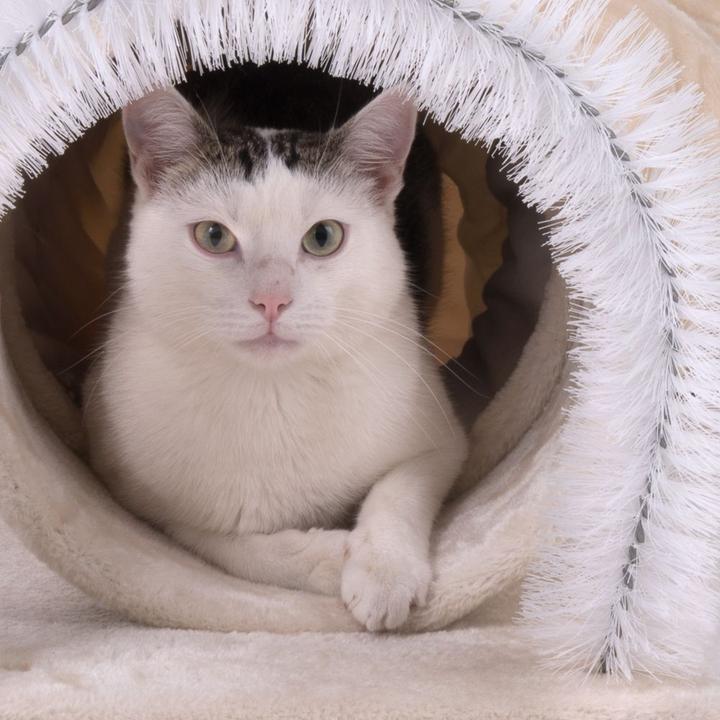 Produktbild zooplus Katzen-Spieltunnel 3in1