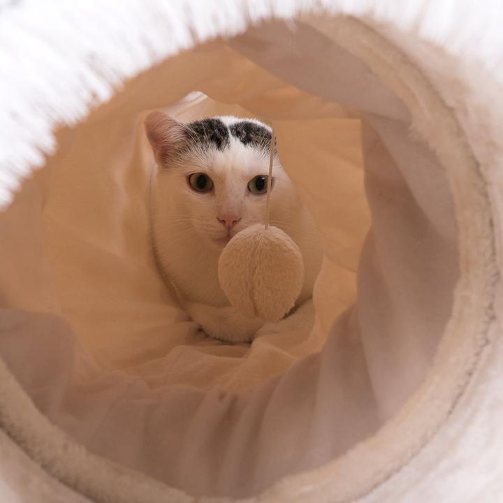 Produktbild zooplus Katzen-Spieltunnel 3in1