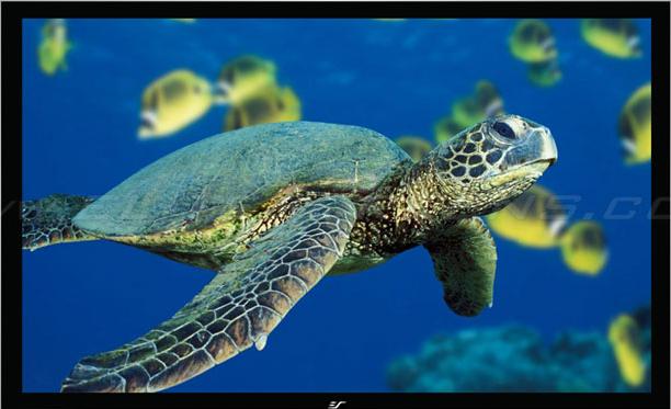 Actual product image Elite Screens ezFrame (92.13", 16:9)