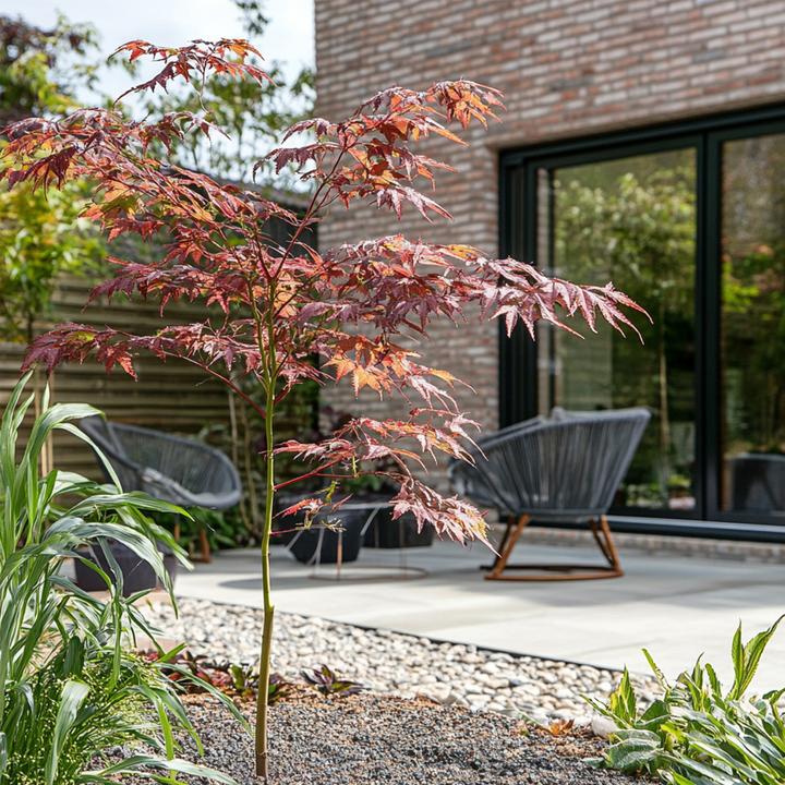 Immagine prodotto Plant in a Box Acer palmatum 'Starfish' - Acero (60 cm)