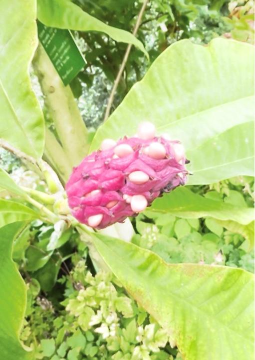 Image du produit Tropica Le triptyque nord-américain. Magnolia tripetala (Magnolia tripetala) (Graines de plantes)
