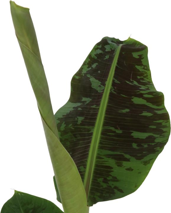 Actual product image Plant in a Box Musa Dwarf Cavendish - Set of 2 banana plants (90 cm)