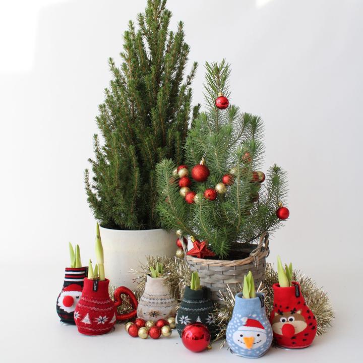 Produktbild Plant in a Box Pinus Pinea 'Silver Crest' (40 cm)