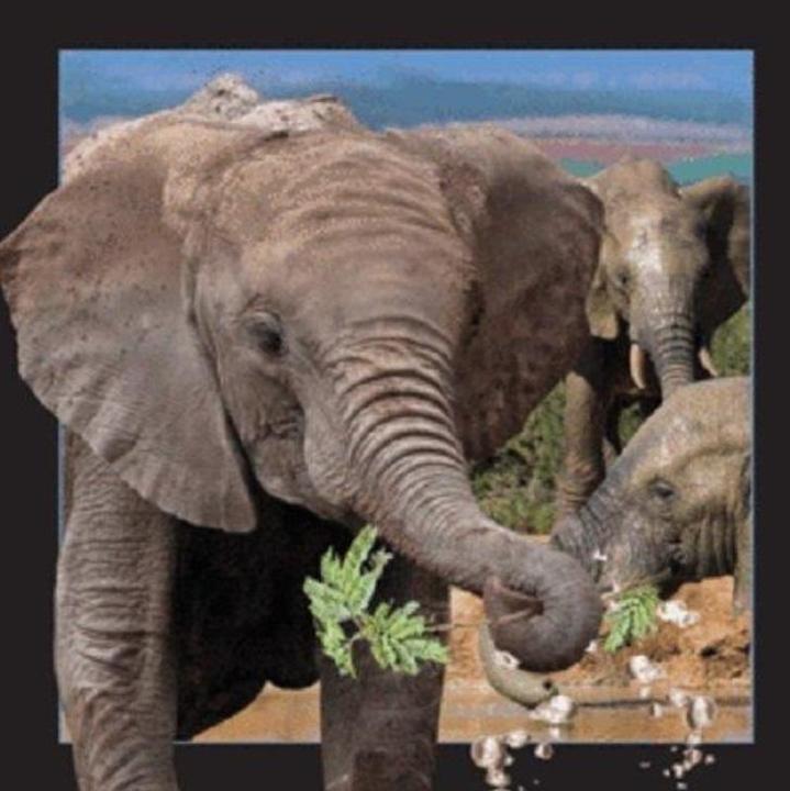Produktbild Worth Keeping 3D-Elefant-Magnet
