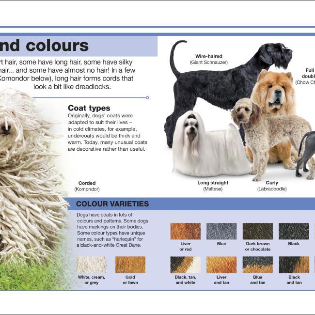 Produktbild Pocket Eyewitness Dogs (Englisch, 2018)