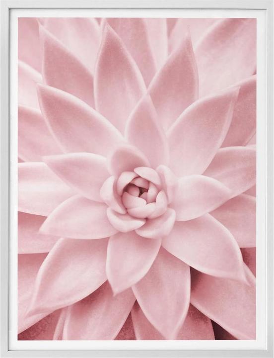 Immagine prodotto Trenddeko Rosa succulenta (40 x 50 cm)