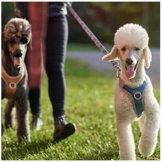Immagine prodotto Hurtta Imbracatura Venture No-Pull (35, 36, 37, 38, 39, 40, Cane, Passeggiare)