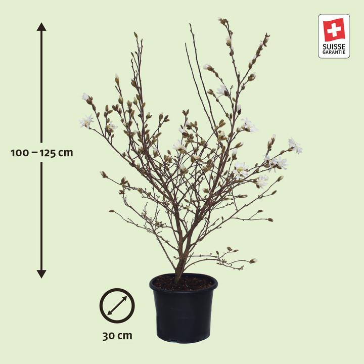 Produktbild Zulauf Stern-Magnolie / Magnolia stellata (125 cm)