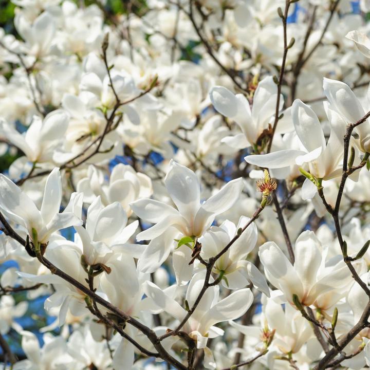 Produktbild Plant in a Box Magnolia susan, soulangeana, stellata (25 cm)