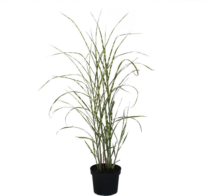 Actual product image Zulauf Maiden grass (40 cm)