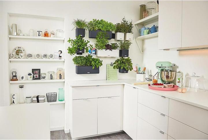 Image du produit Lechuza Green Wall Home Kit (15 cm)