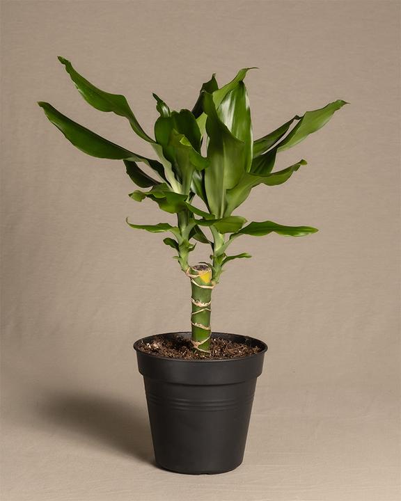 feey Dragon tree (55 cm, Freshly repotted)