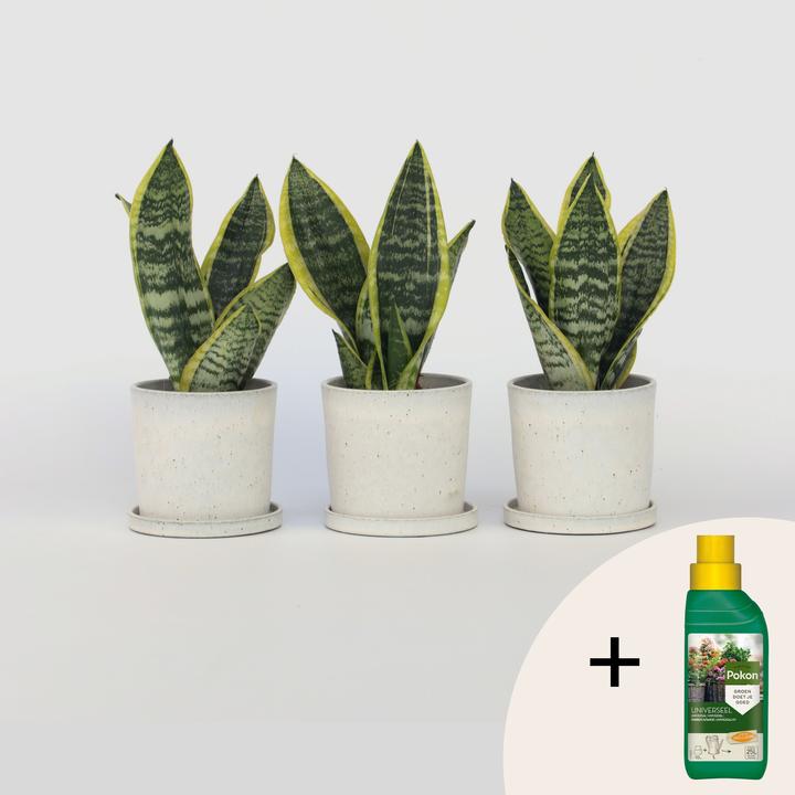 Plant In A Box - Sansevieria Trifasciata 'Futura Superba' - Set Di 3 Lingua Di Suocera Vaso 12cm Altezza 35 40cm 87652129