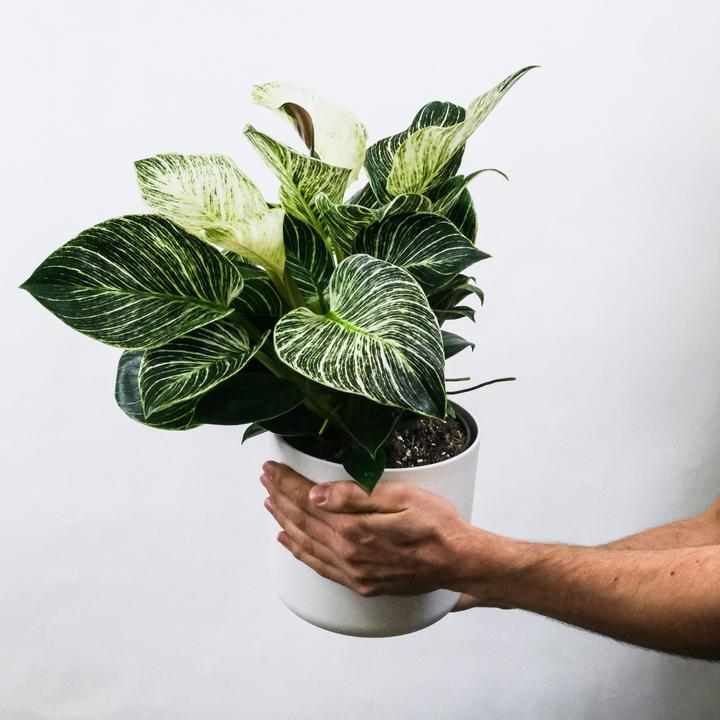 Immagine prodotto Plant in a Box Aphelandra squarrosa Botanica - Set di 2 alghe zebrate (25 cm)