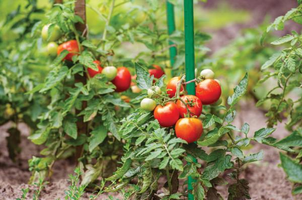 Produktbild MGA Preis-Zone Stahl Pflanzstab mit Kunststoff Beschichtet Pflanzenstab Tomatenstab Rankhilfe 100 x 1,1 (100 cm)