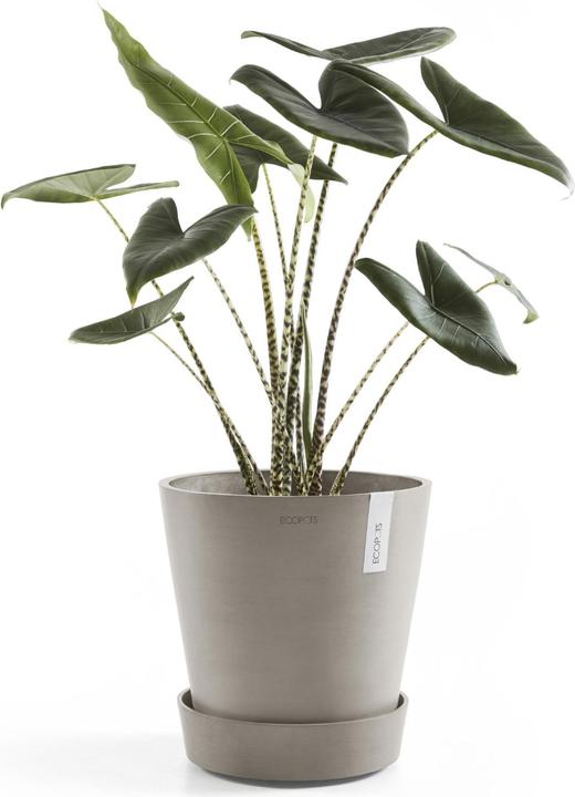 Immagine prodotto Ecopots Piattino su ruote