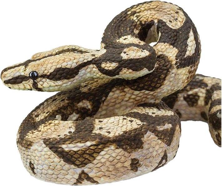 Produktbild Safari Boa Constrictor