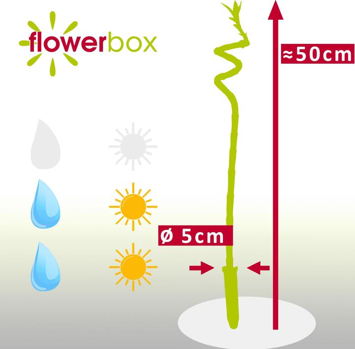 Produktbild Flowerbox Lucky Bamboo - Dracaena Sanderiana (50 cm)