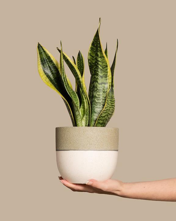 Image du produit feey Langue de la belle-mère (35 cm, Fraîchement rempotés)