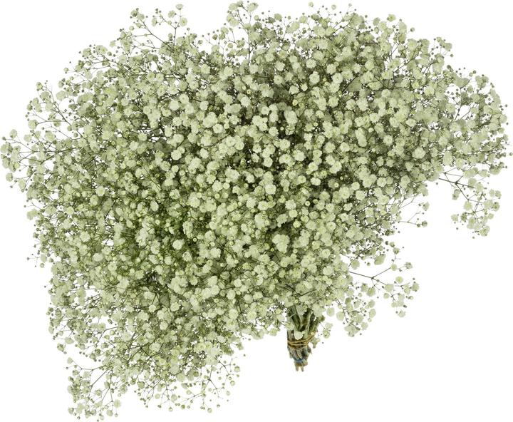 Actual product image Flowerbox Bunch baby's breath - Gypsophila paniculata Xlence (Cut flowers)