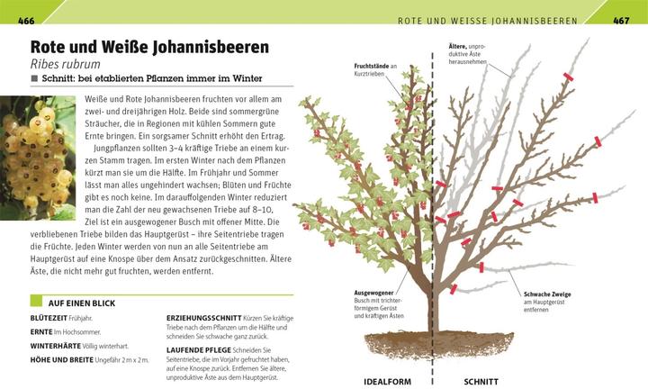 Actual product image Gartenwissen Pflanzenschnitt (German, Andrew Mikolajski, 2021)