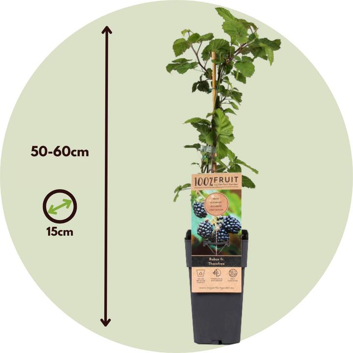 Produktbild Plant in a Box Rubus fruticosus Thornfree - 2er Set Brombeerpflanzen (50 cm)