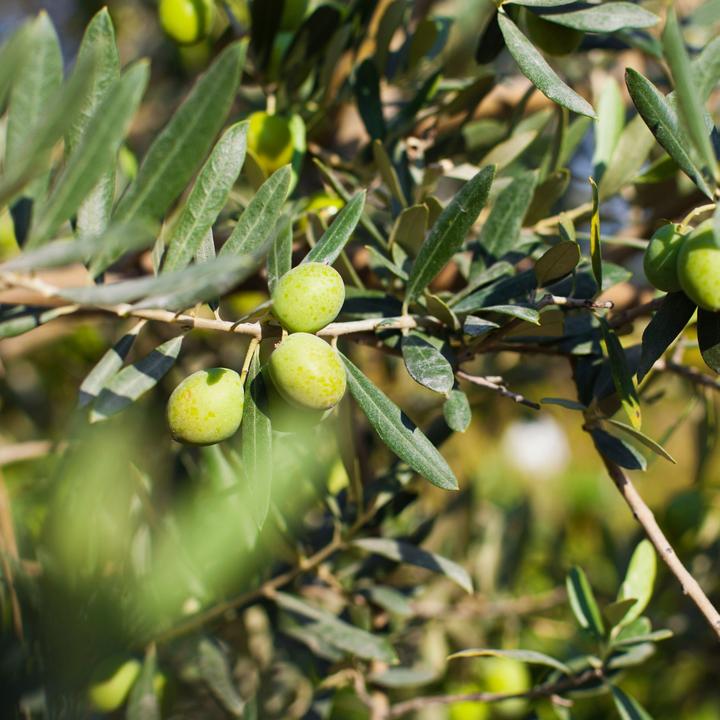 Image du produit Plant in a Box Citrus calamondin, citrus limon, ficus carica, olea - Set de 4 arbres fruitiers méditerranéens (25 cm)