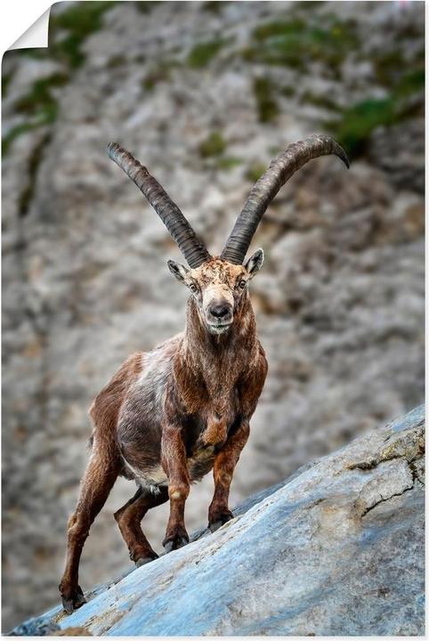 Produktbild Artland Steinbock mit grossen Hörnern U3VG (40 x 60 cm)
