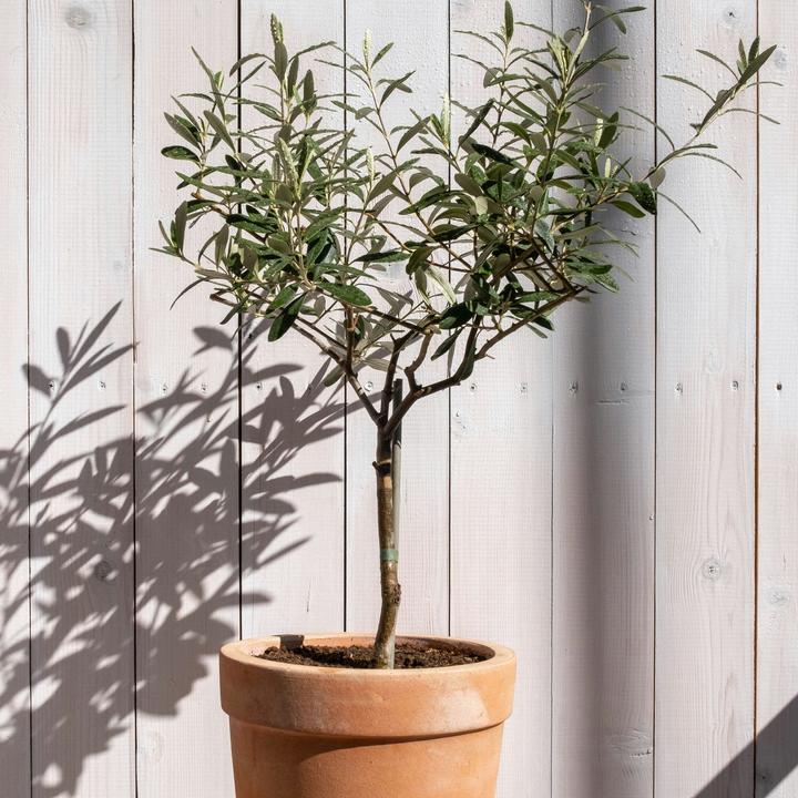 Actual product image Plant in a Box Olea Europaea - Set of 2 olive trees (90 cm)