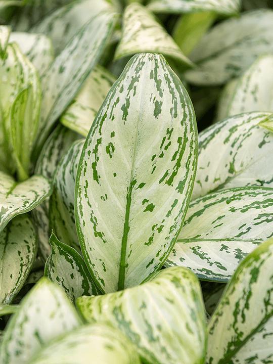 Image du produit Mahaloplants Aglaonema Maria Christina (35 cm)
