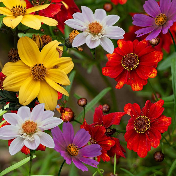 Produktbild Plant in a Box Dahlia - 6er Mischung Dahlien (10 cm)
