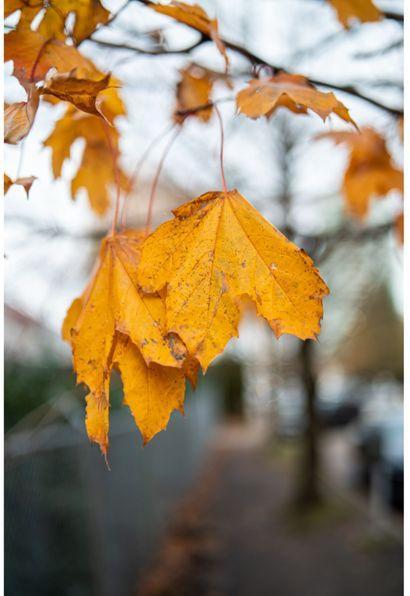 Produktbild Samyang AF 35mm F1.4 P Sony E (Sony E, Vollformat)