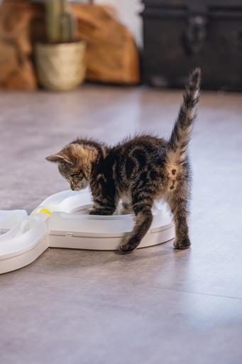 Produktbild Beeztees Bz Kitten Pl Spielschiene Agty