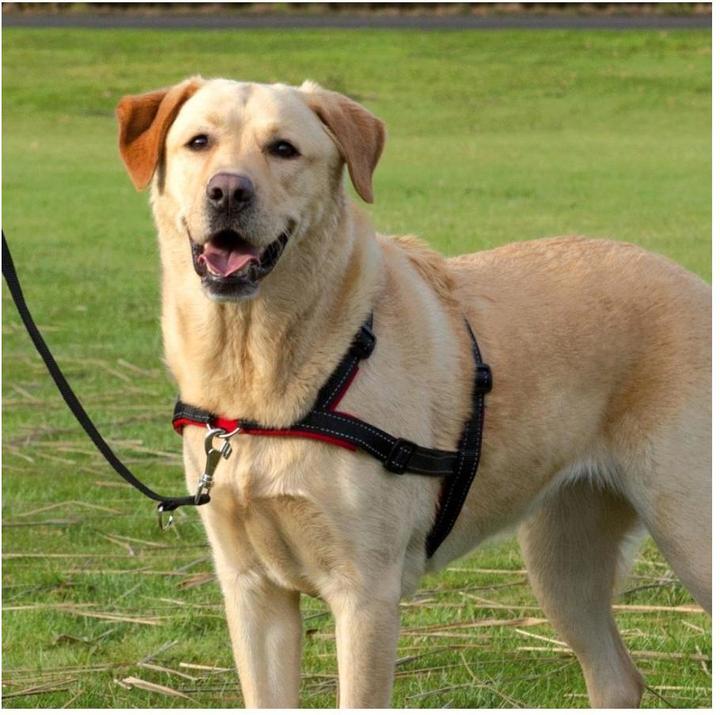 Actual product image Trixie Lead n Walk Training Harness M-L (M, L, Dog, General)