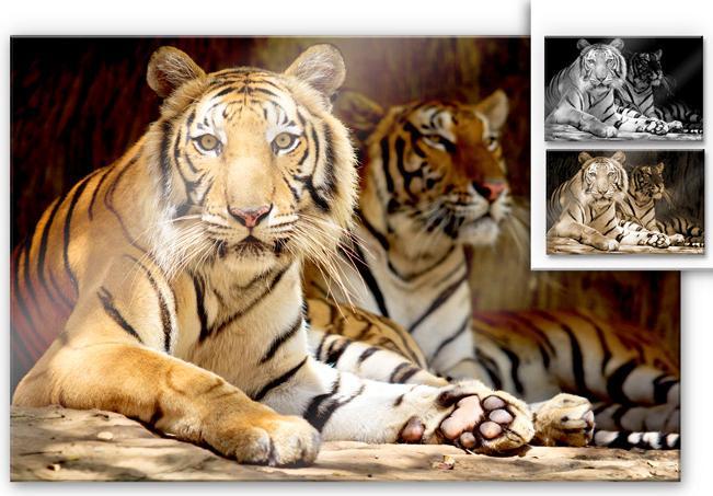 Produktbild Trenddeko Zwei Königstiger (200 x 130 cm)