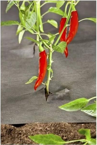 Actual product image Windhager Weed fleece