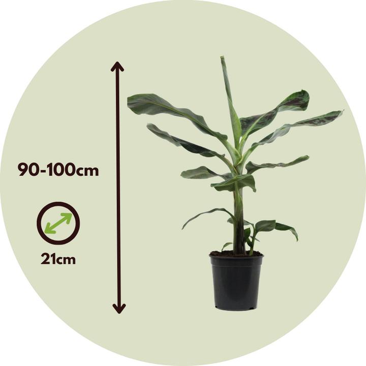 Actual product image Plant in a Box Musa Dwarf Cavendish - Set of 2 banana plants (90 cm)