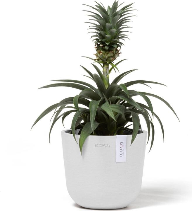 Produktbild Ecopots Oslo Mini (16 cm)