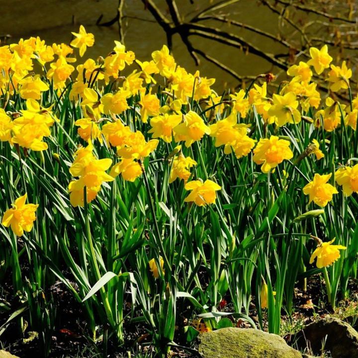 Produktbild Plant in a Box Narcissus Tête-à-Tête - 30er-Set Narzissenzwiebeln