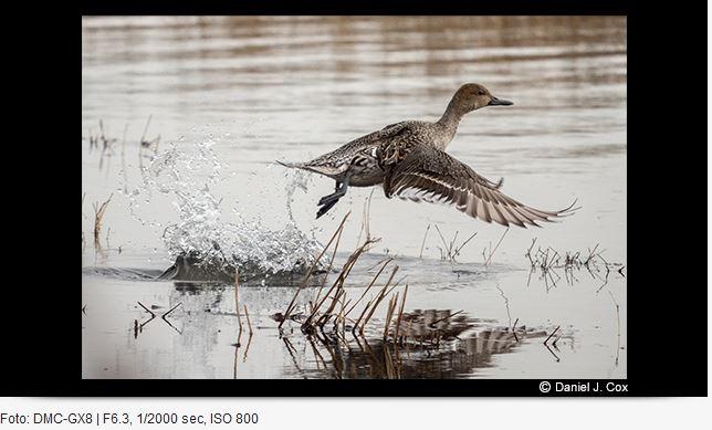 Produktbild Panasonic 100-400mm f/4-6.3 Leica DG Vario-Elmar ASPH. Power O.I.S. (Micro Four Thirds, Micro Four Thirds)