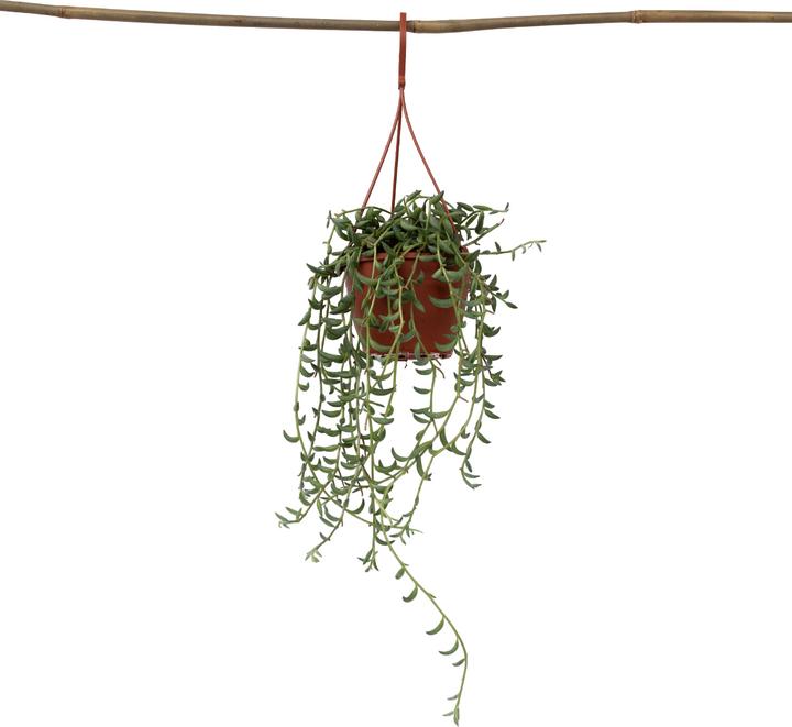 Plant in a Box Senecio radicans - Bananasenecio (10 cm)