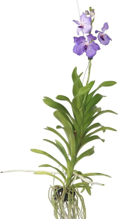 Produktbild Plant in a Box Vanda New Blue - Orchidee (55 cm)