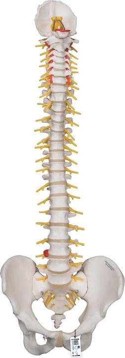 Produktbild 3B Scientific Flexibles Wirbelsäulenmodell Luxus mit Becken, freiliegendem Hirnstamm & eröffnetem Kreuzbein