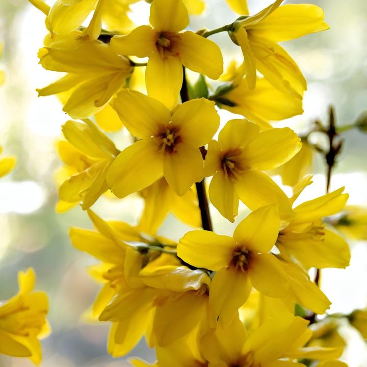 Produktbild Plant in a Box Forsythia intermedia 'Minigold' - 4er Set Forsythie (25 cm)