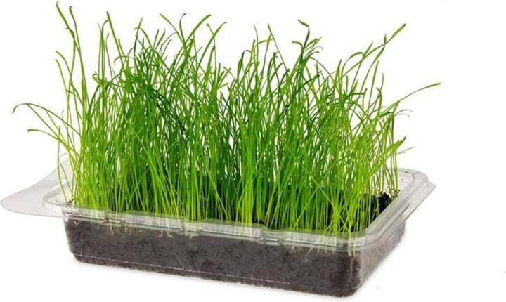 Produktbild Karlie Nagergras Vital Bio (0.10 kg, 1 x)